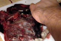 consuming colonies video still